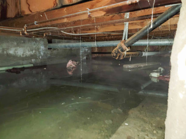 Best Carpet water damage restoration  in Penn State Erie, PA