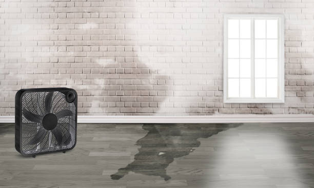 Best Water damage cleanup near me  in Penn State Erie, PA